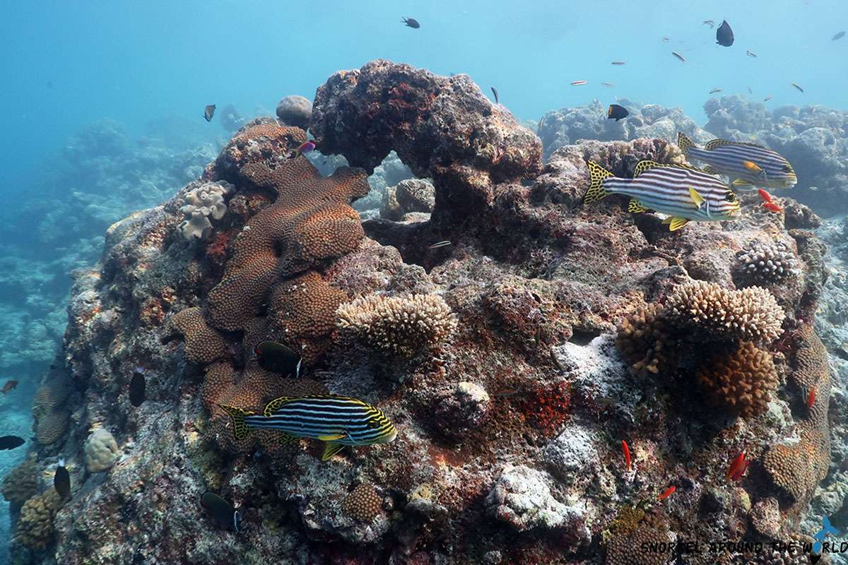 Oriental Sweetlips Fish on the reef of Fihalhohi