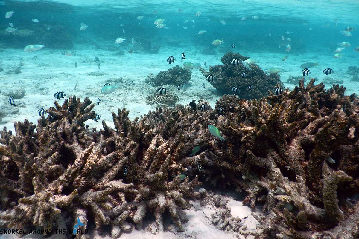 reef fish around the dead corals