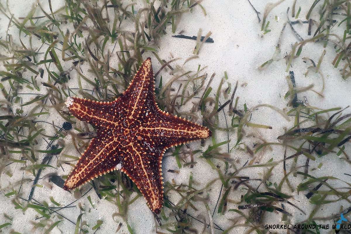 Seastar at the sea bottom at starfish point