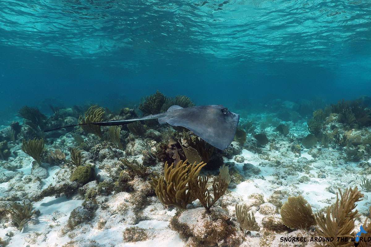 Stingray swimming above the coral reef in Grand Cayman