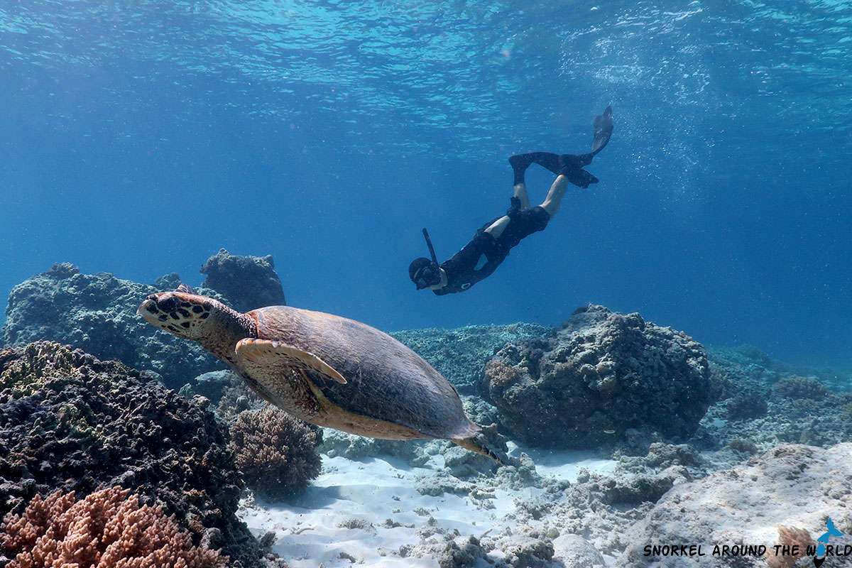 Adam swimming with a turtle in Gili Trawangan
