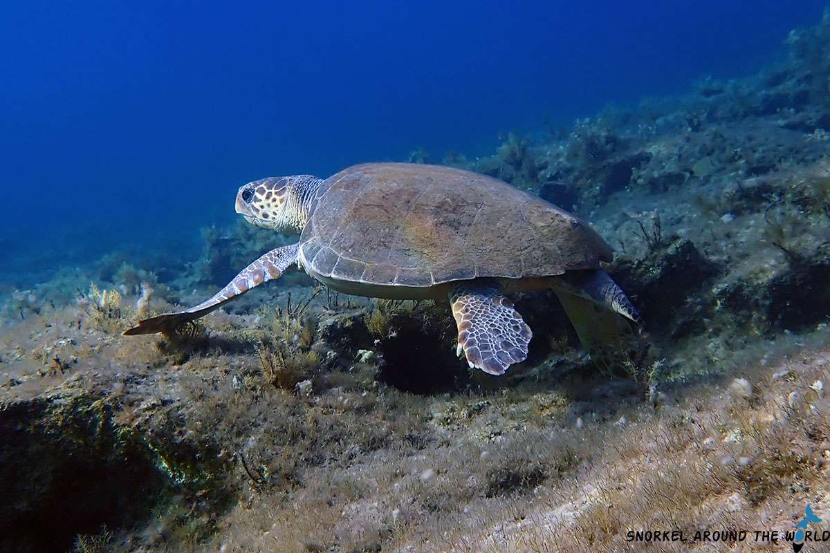 Turtle at Agios Georgios Beach Peyia