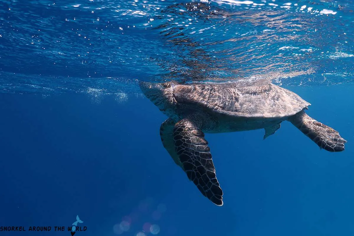 turtle breathing air on the sea surface