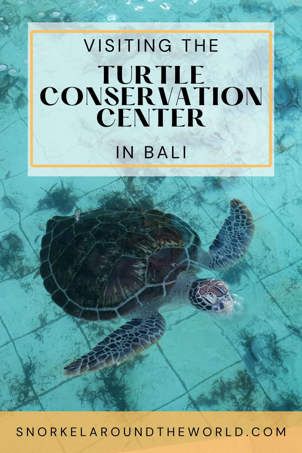 Turtle in the conservation Center in Bali - Pinterest image
