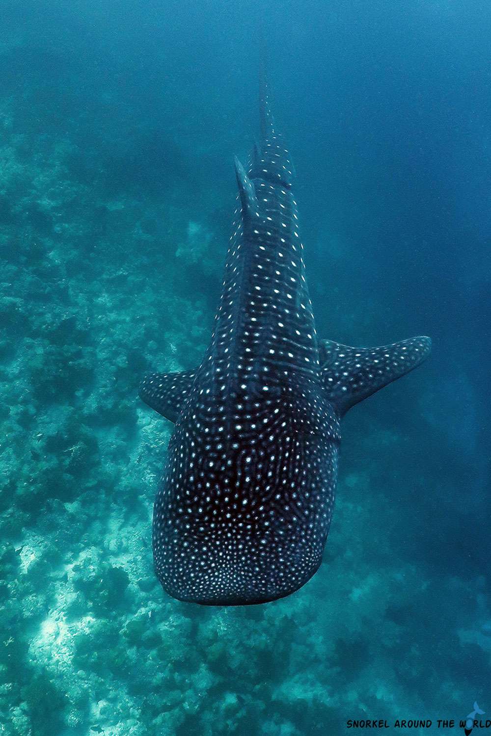 whale shark swimming over the coral reef in the Maldives