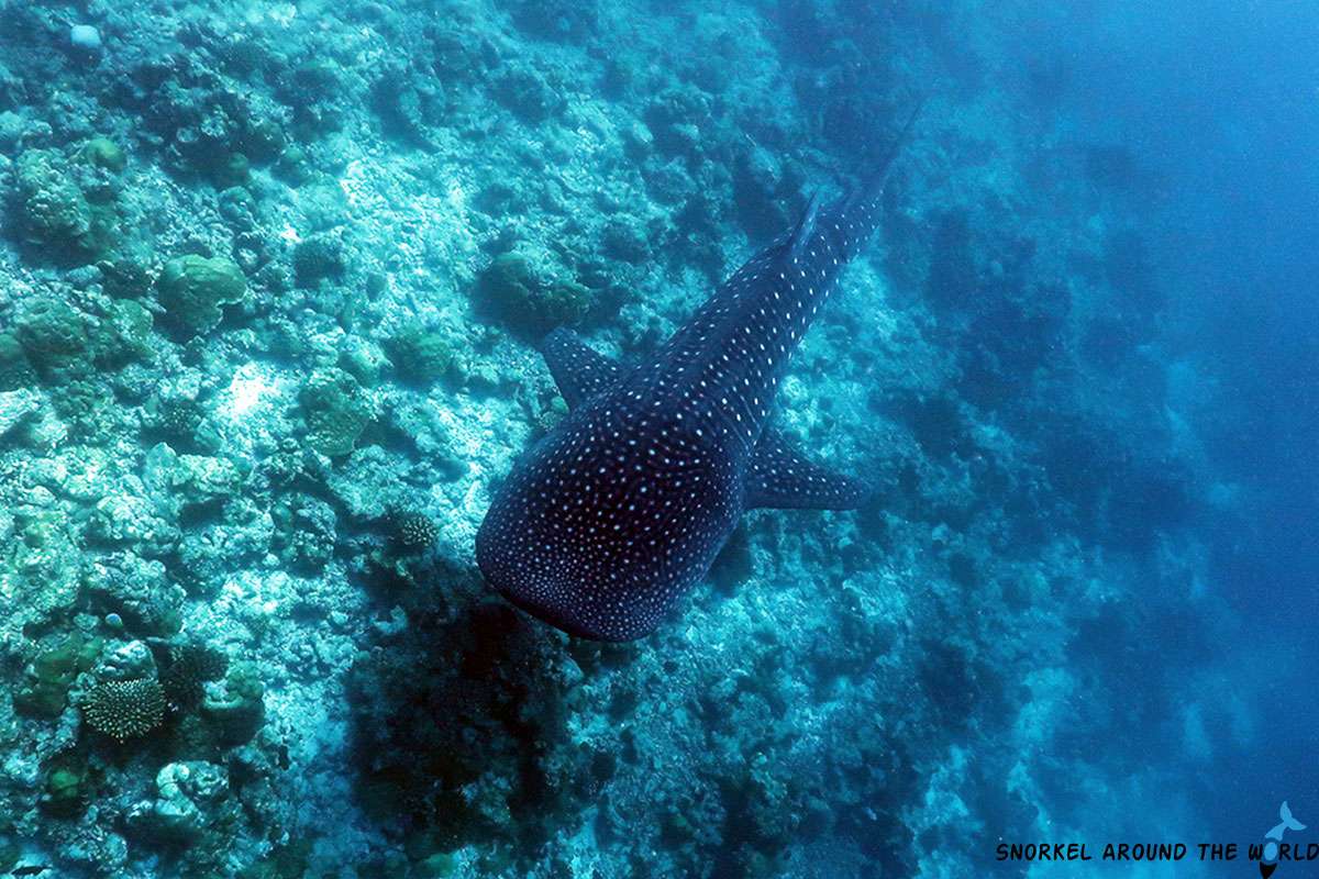 Whaleshark - South Ari Atoll - Maldives
