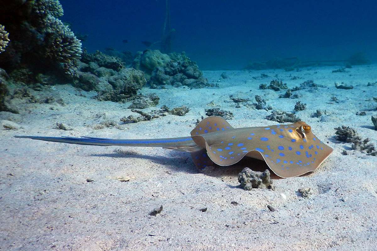 blue spotted stingray in Marsa Mubarak Bay - Egypt