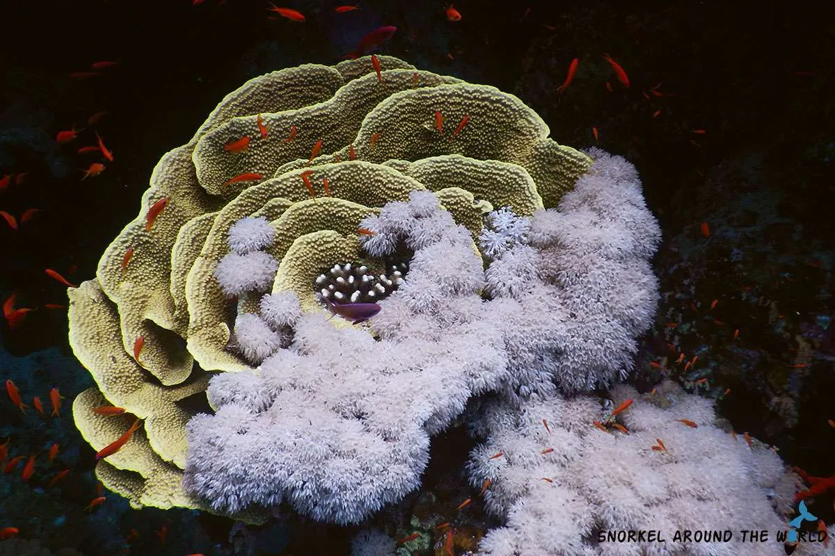 Cabbage coral in the Red Sea