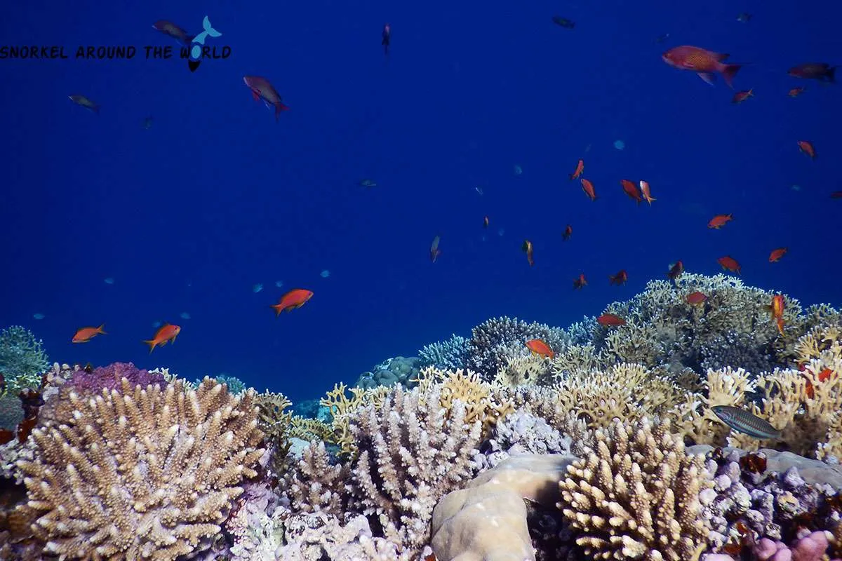 coral reef Lighthouse