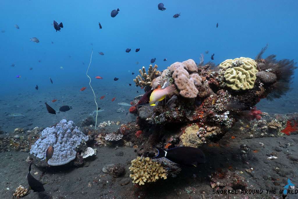 coral reef near USAT Liberty Wreck
