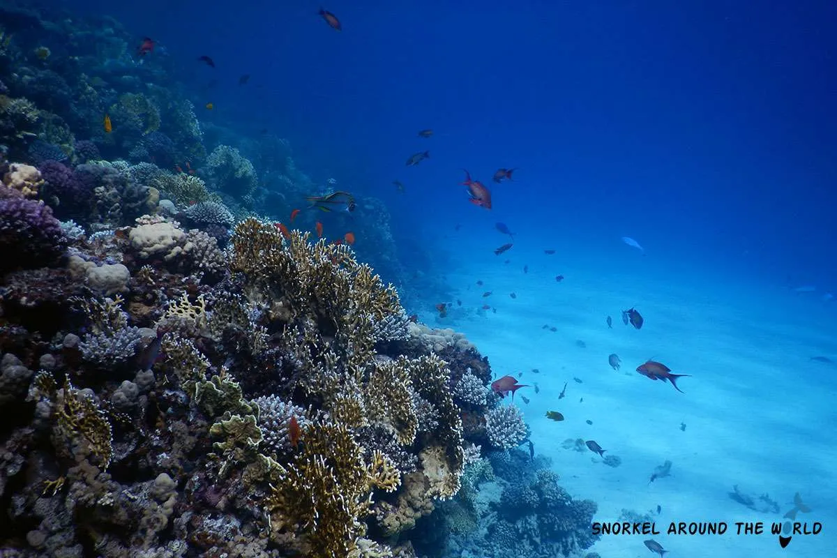 coral reef next to Eel garden