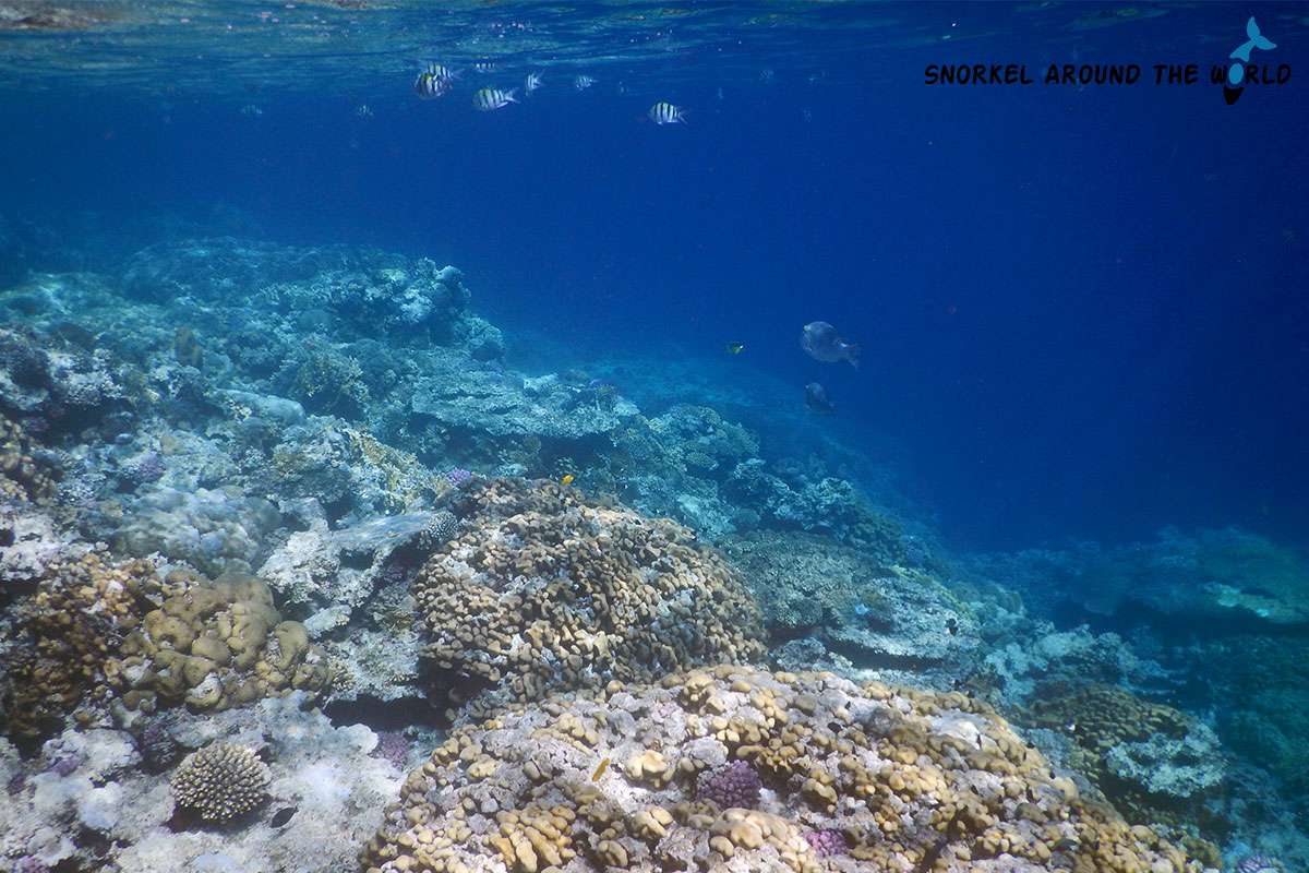 coral reef on the North side of Mubarak Bay