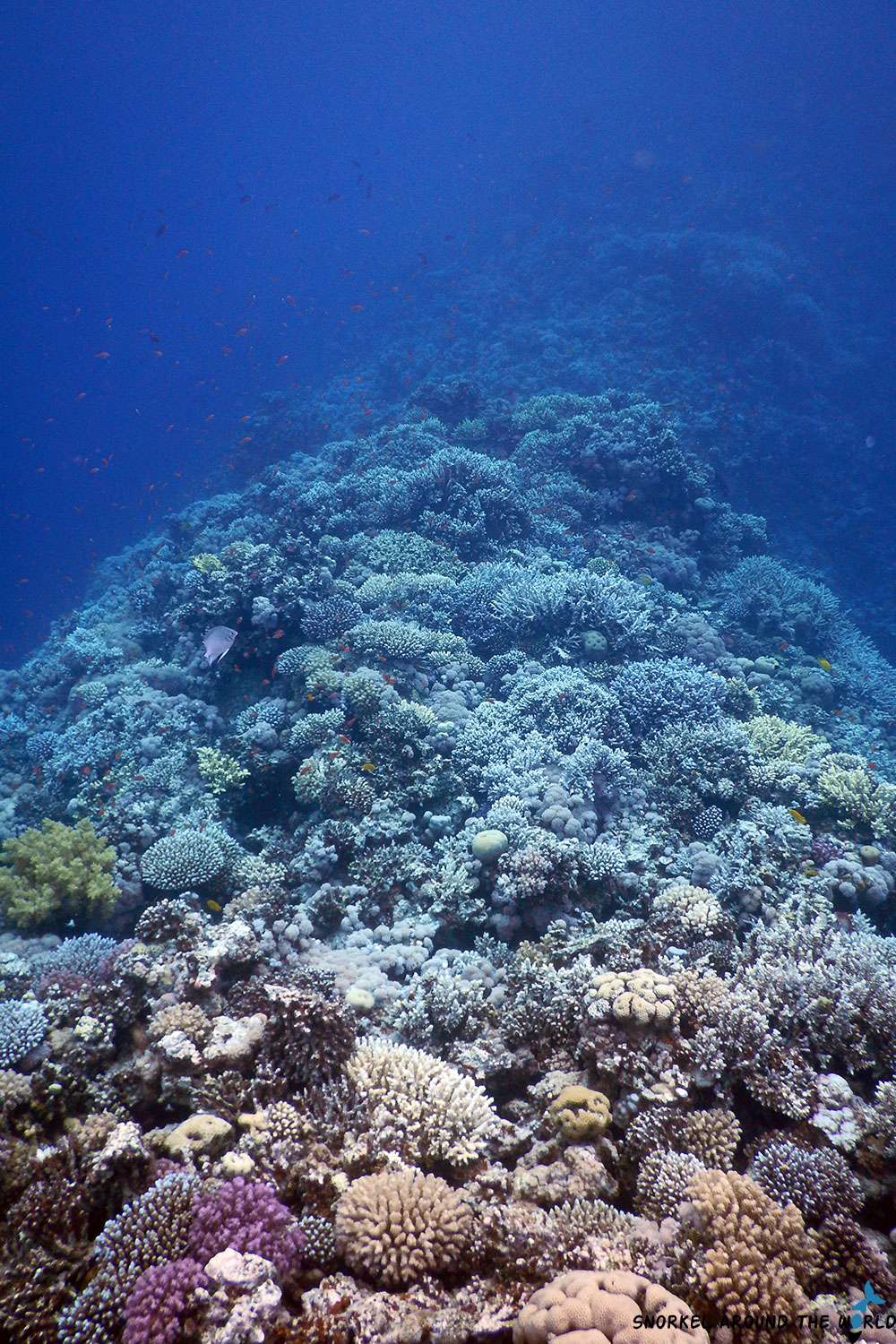 corals at the saddle - Blue Hole - Dahab