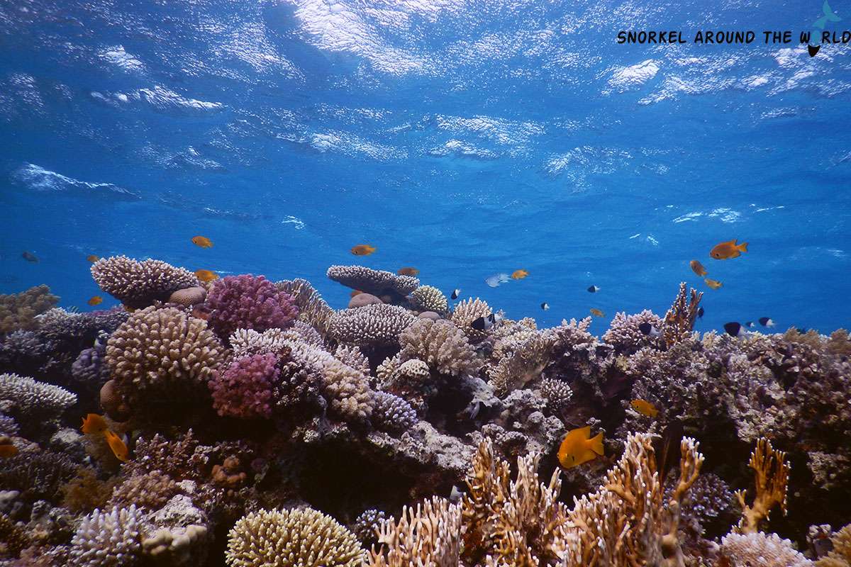 corals at Three Pools spot