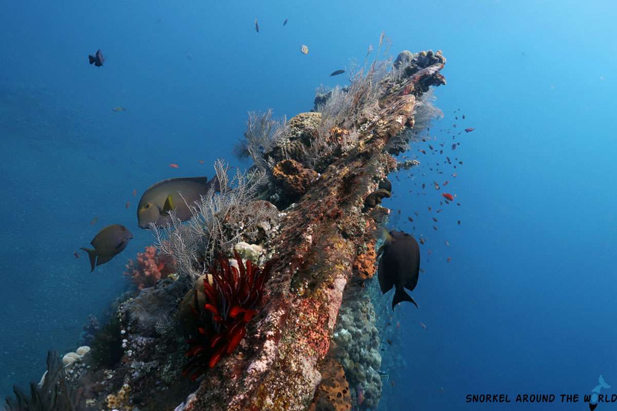corals growing on the shipwreck