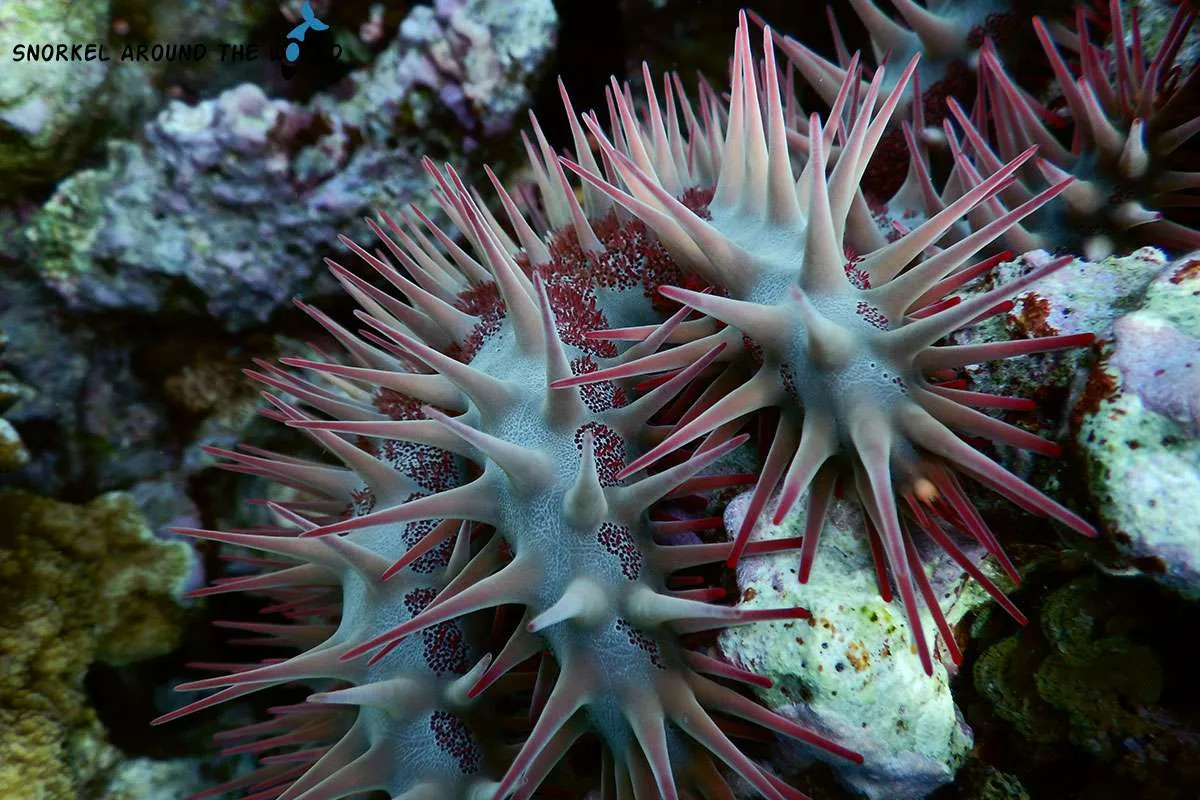 Crown of Thorns starfish