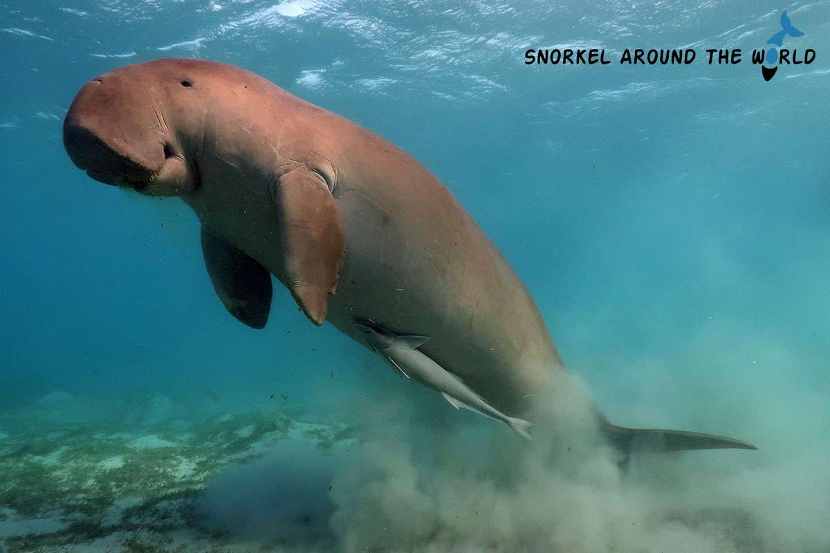 dugong coming to the surface