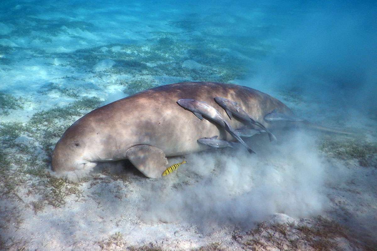 dugong feeding on seagrass in shallow water