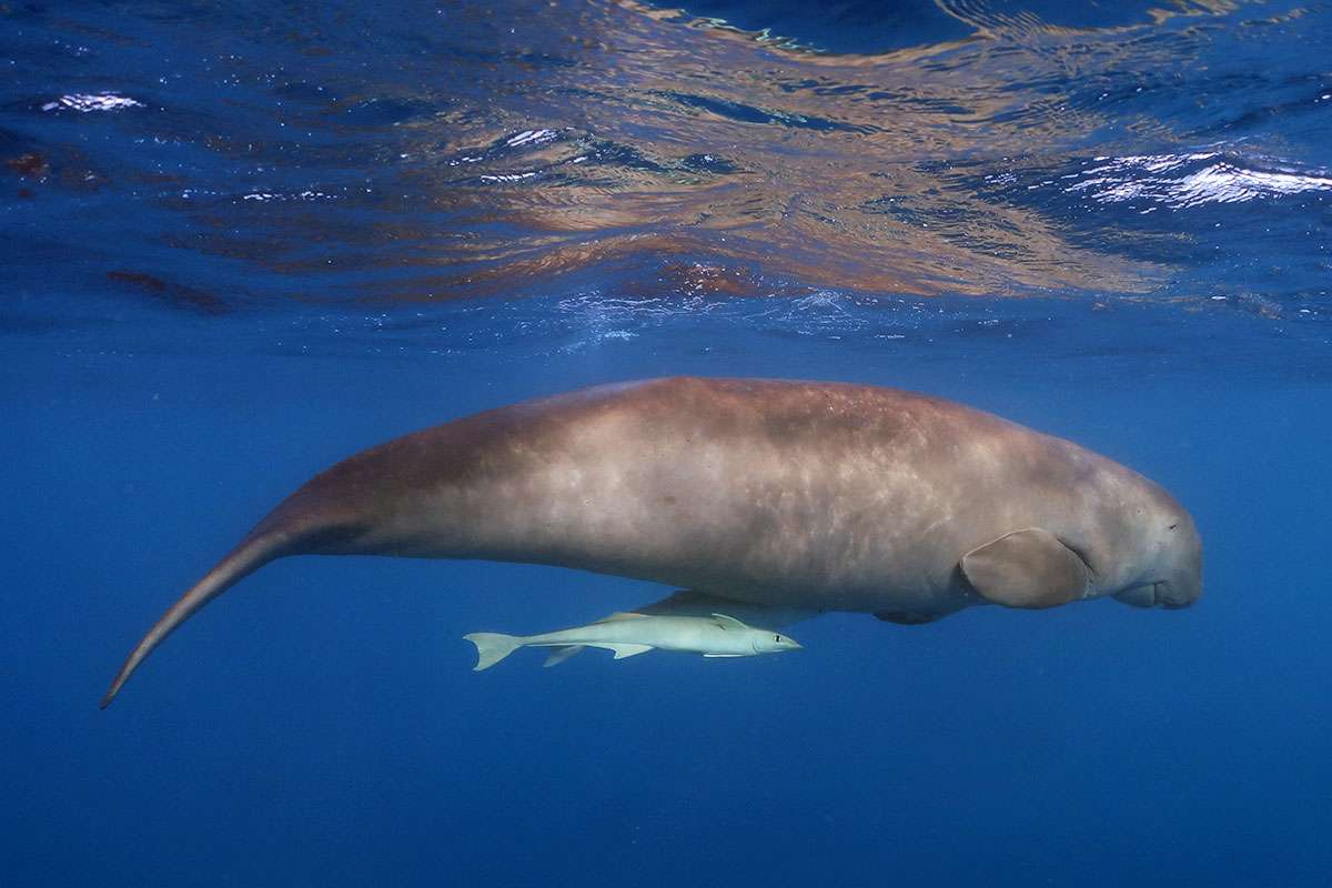 dugong swimming near the sea surface with a remora fish