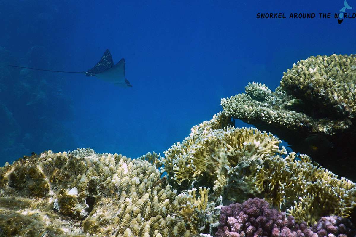 Eagle ray swimming near the reef