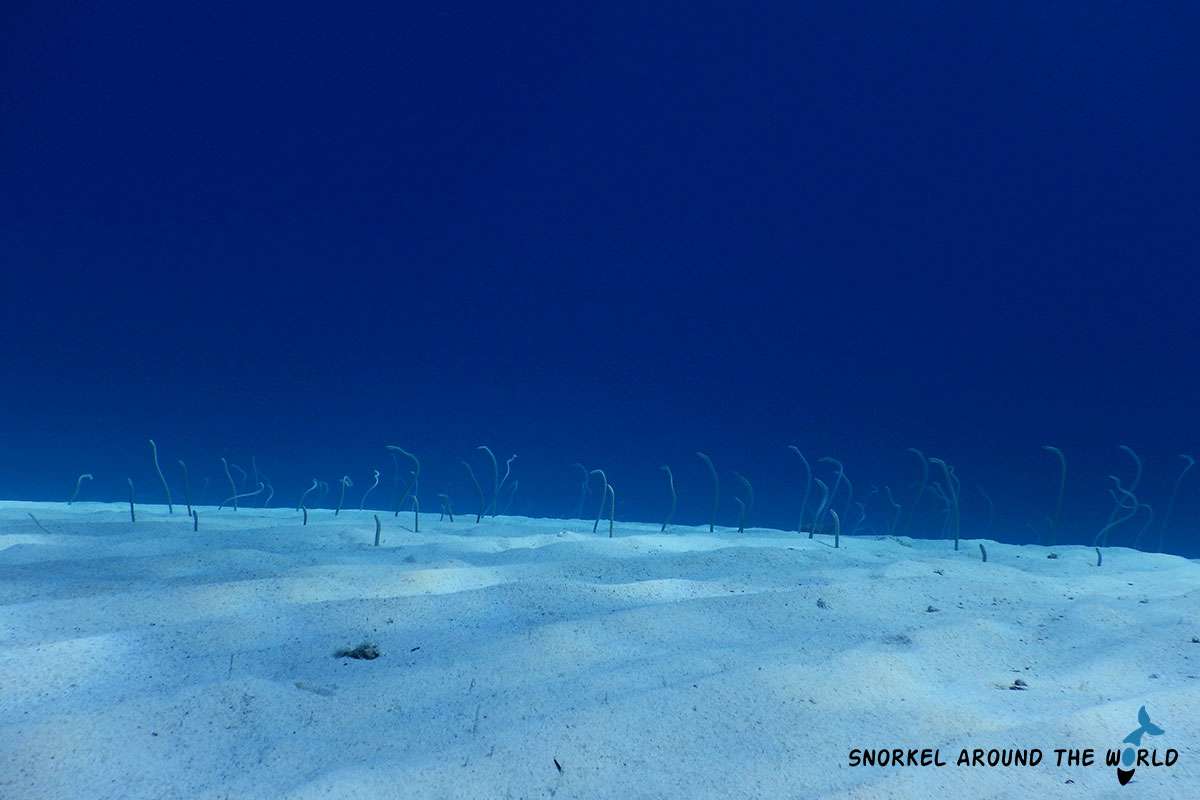 Eels bottom of the sea