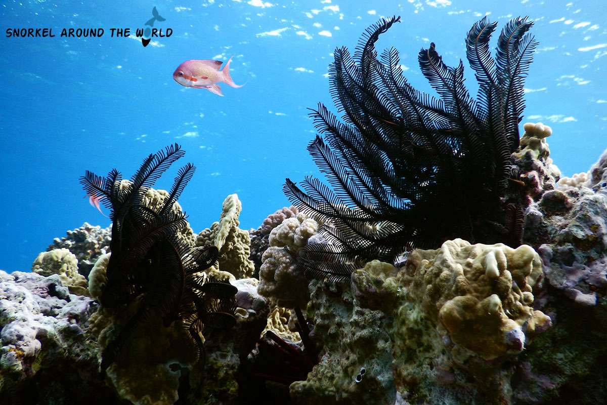 Feather star on the coral