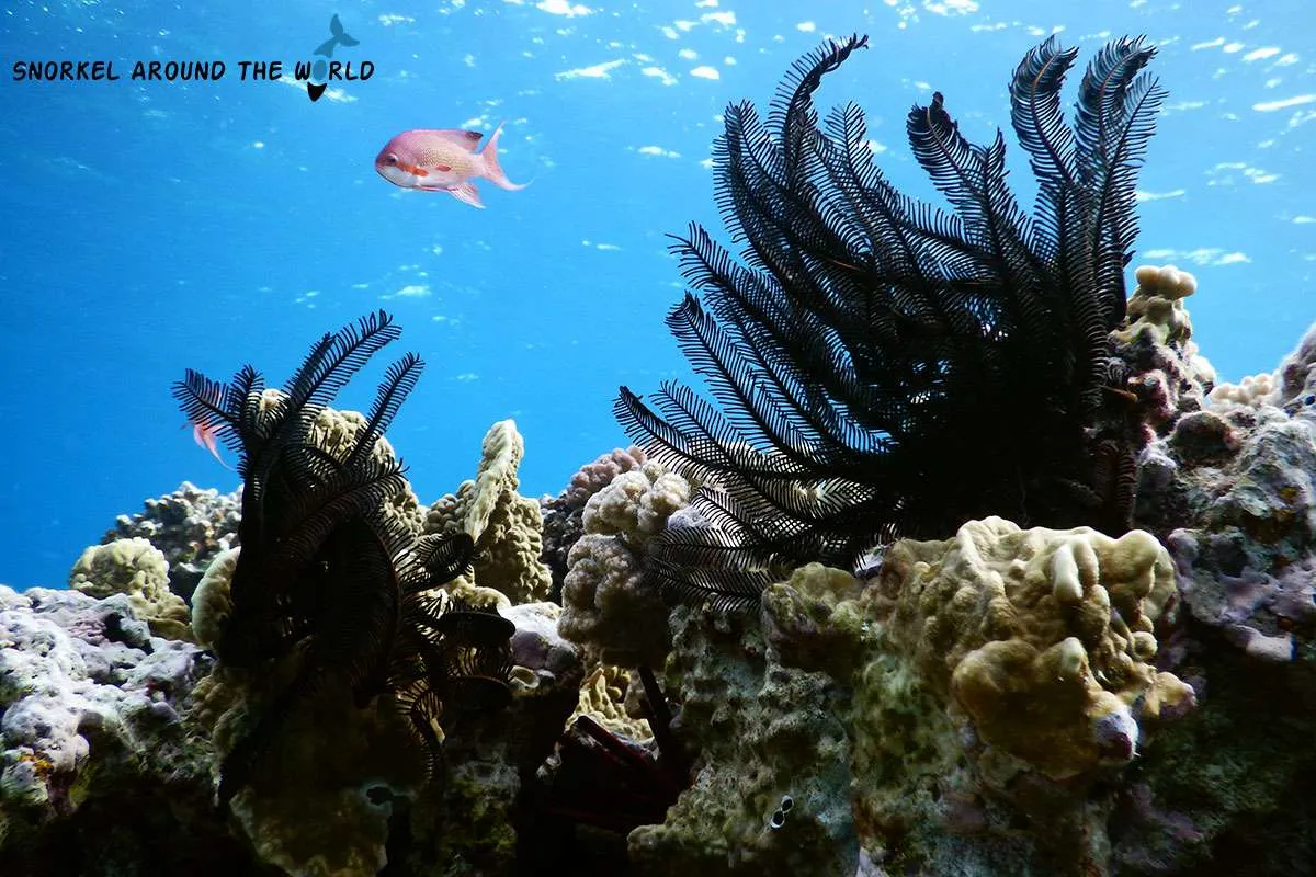 Feather star on the coral