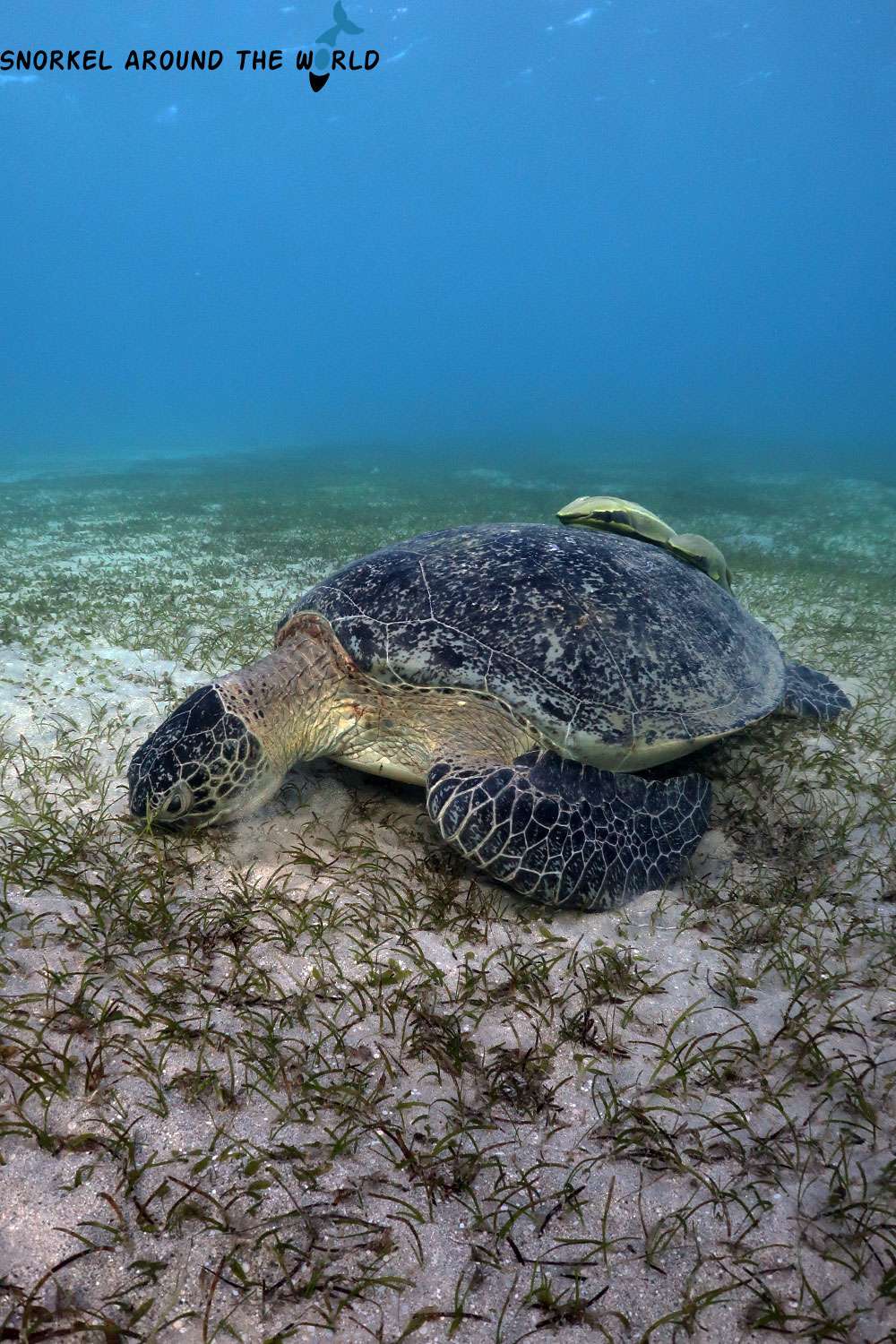 feeding sea turtle