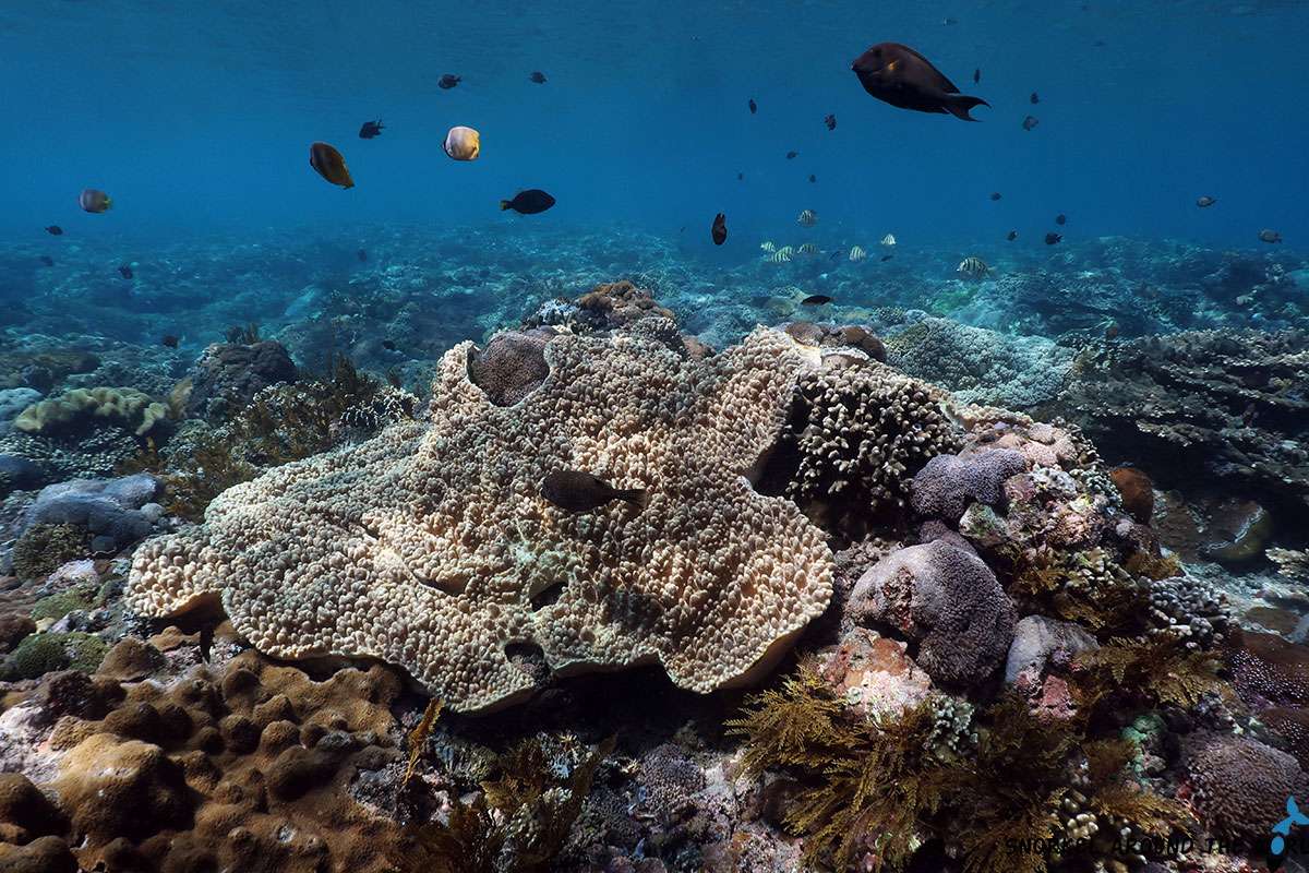 Gamat Bay coral and reef fish