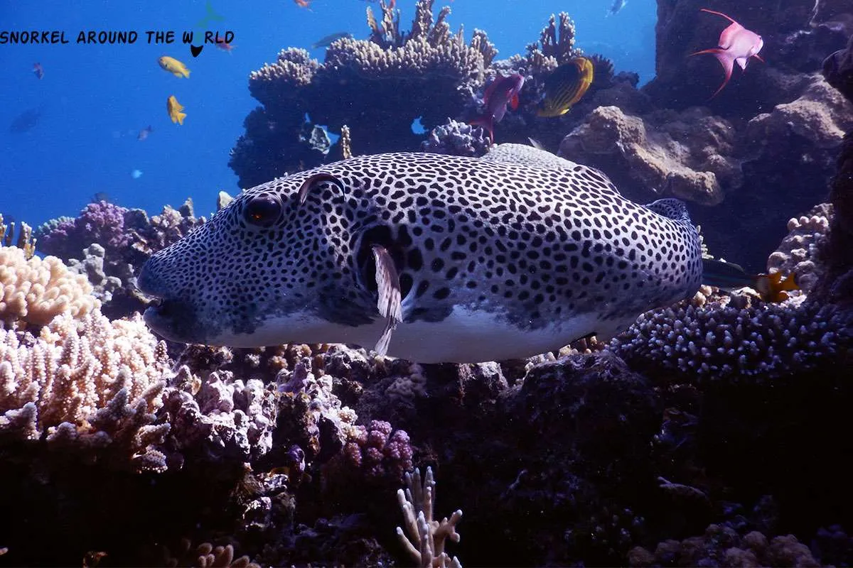 Giant pufferfish