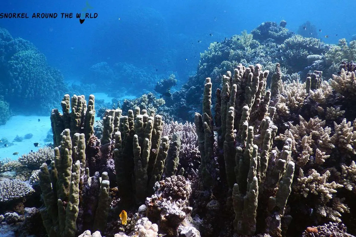 hard and soft corals Ras Abu Galum
