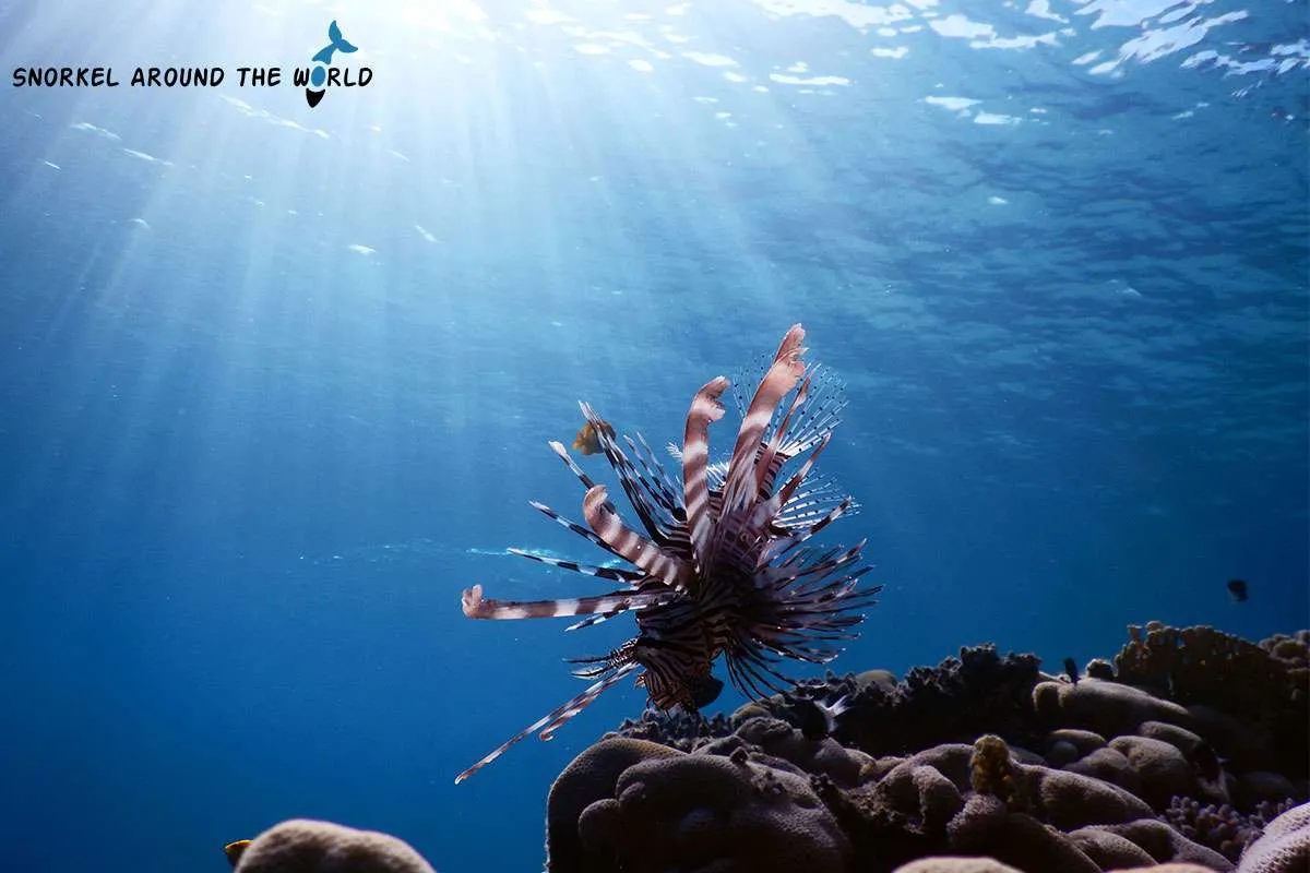 Lionfish on the reef