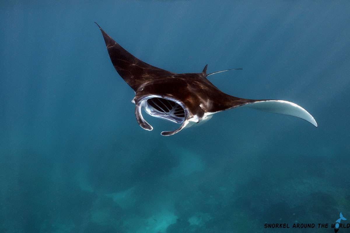 manta ray in Nusa Penida - Indonesia