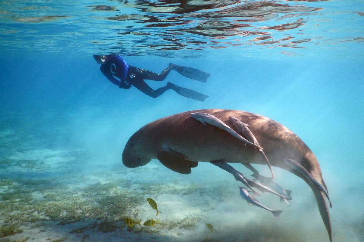 snorkeling-in-marsa-alam-egypt-best-spots-and-resorts