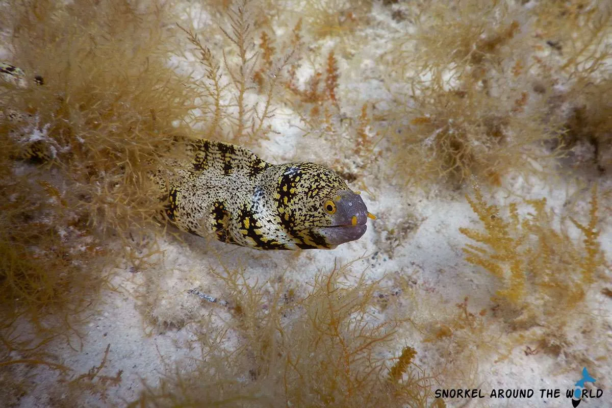 Moray Eel - Islands