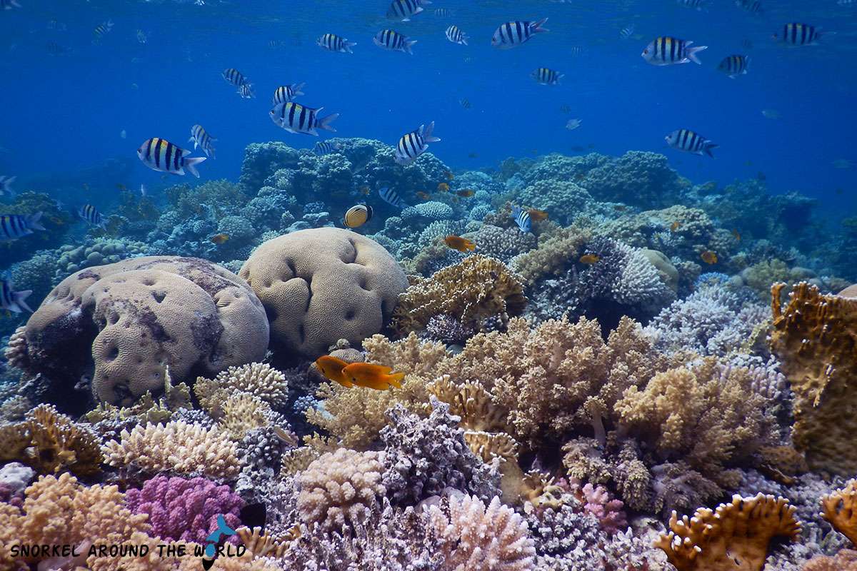 Napoleon reef Dahab snorkeling spot