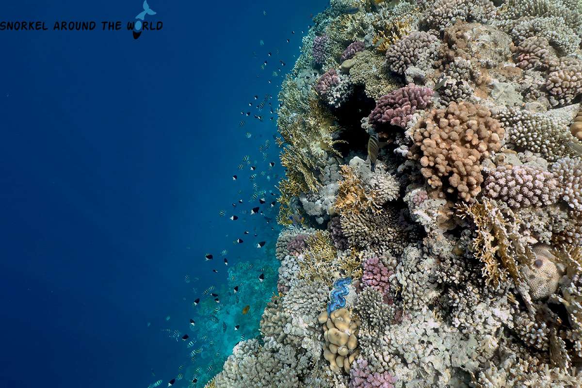 Ras Um Sid coral reef