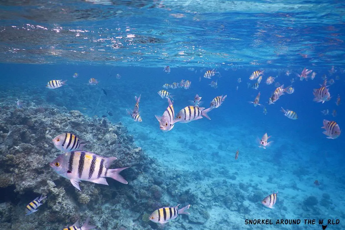Sergeant Major Damselfish - Dahab