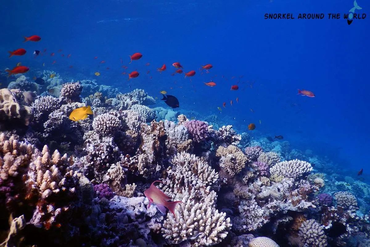 shallow reef at Canyon diving spot