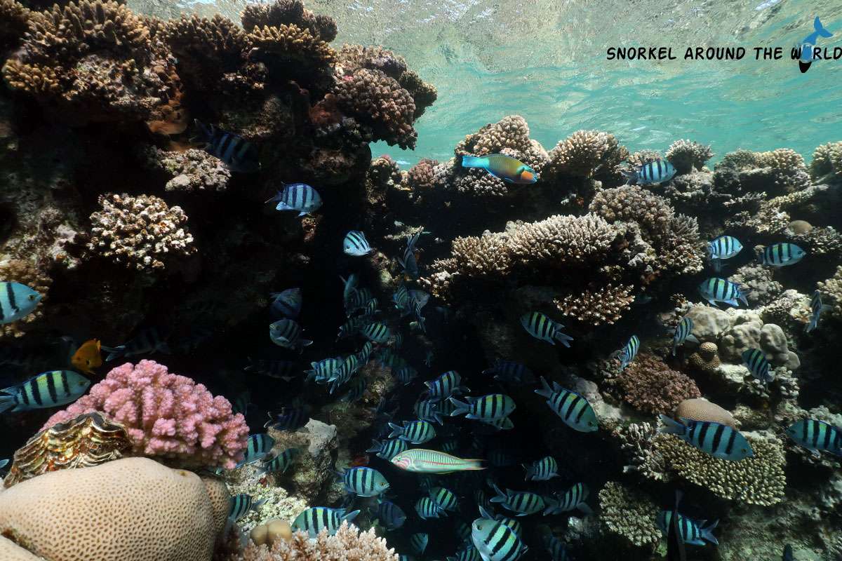 shallow water reef Jaz Fanara Resort