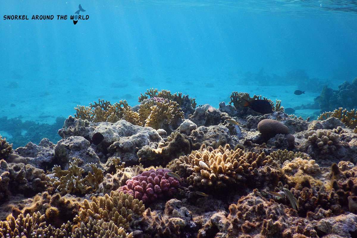 small reef in the shallow water