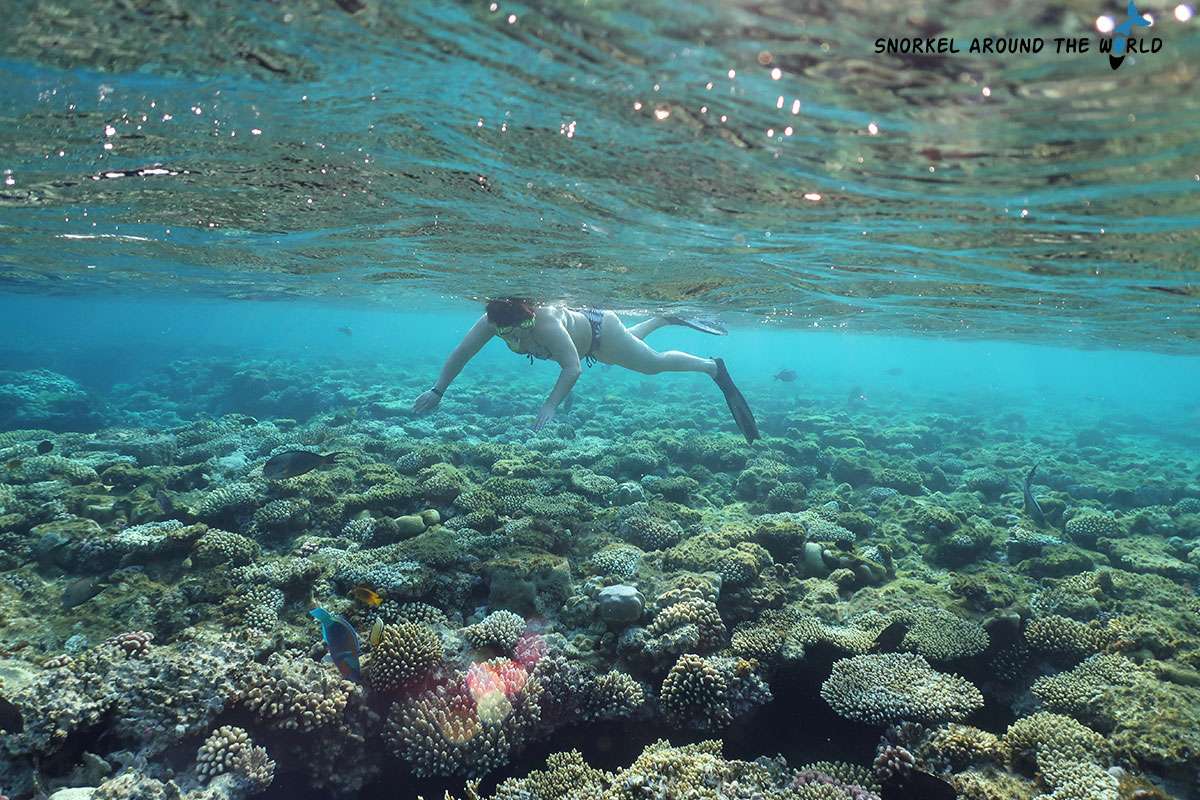 snorkeler swimming above the reef in Egypt