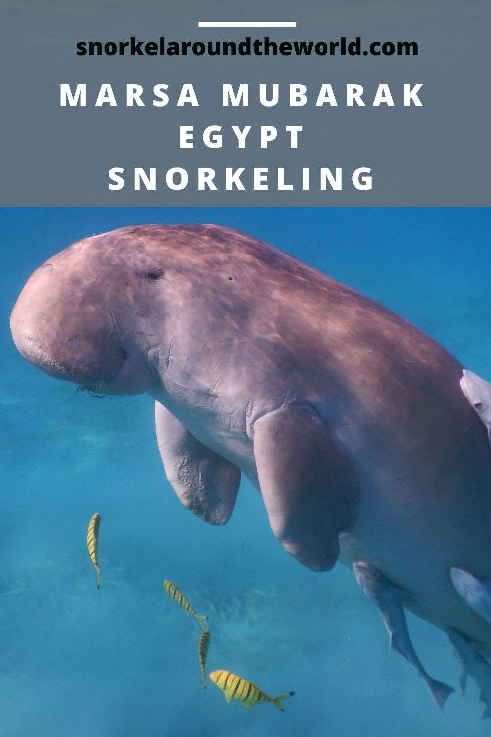 snorkeling Marsa Mubarak - pin