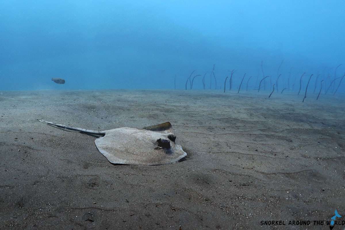 Stingray and garden eels