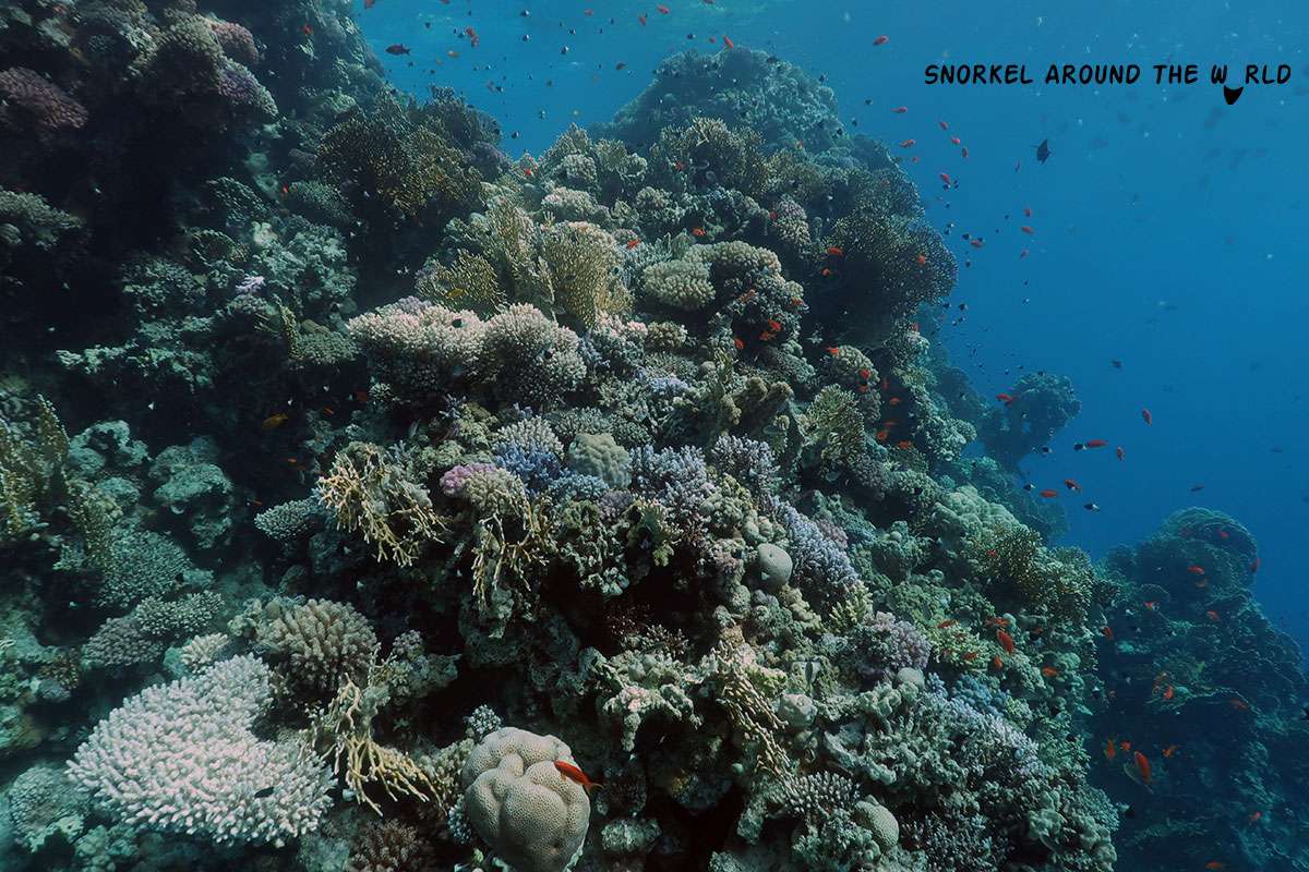 Temple Reef Faraana Beach