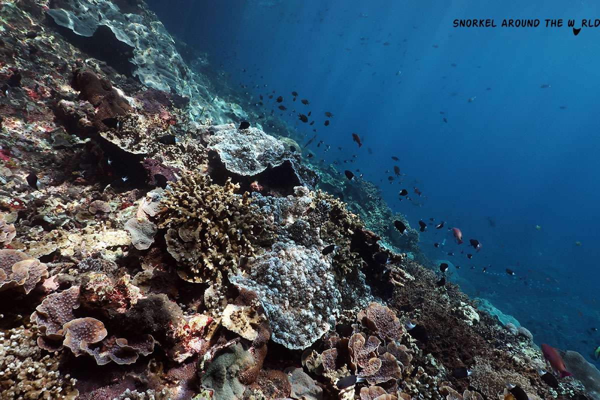 Toya Pakeh Wall - coral reef