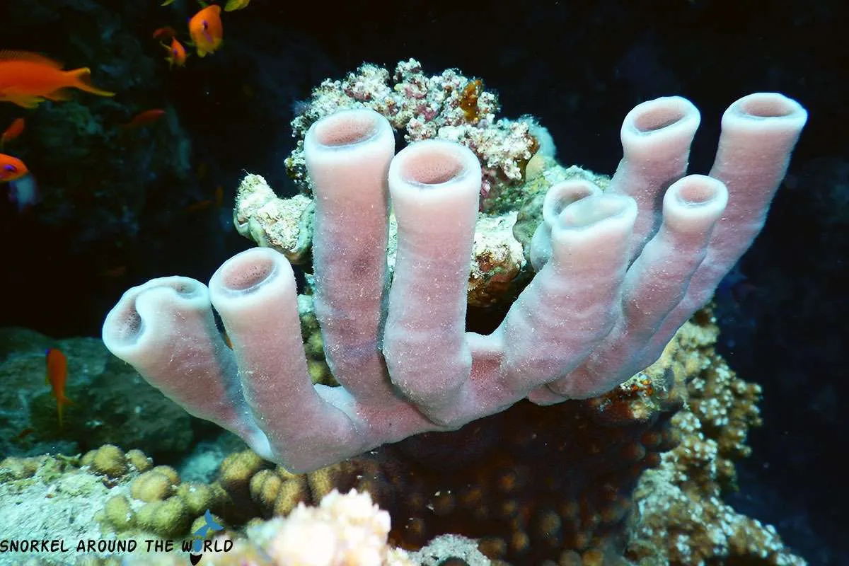 Tube coral in the Red Sea