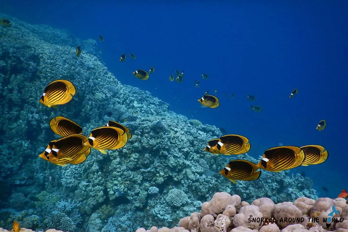 Fish and coral