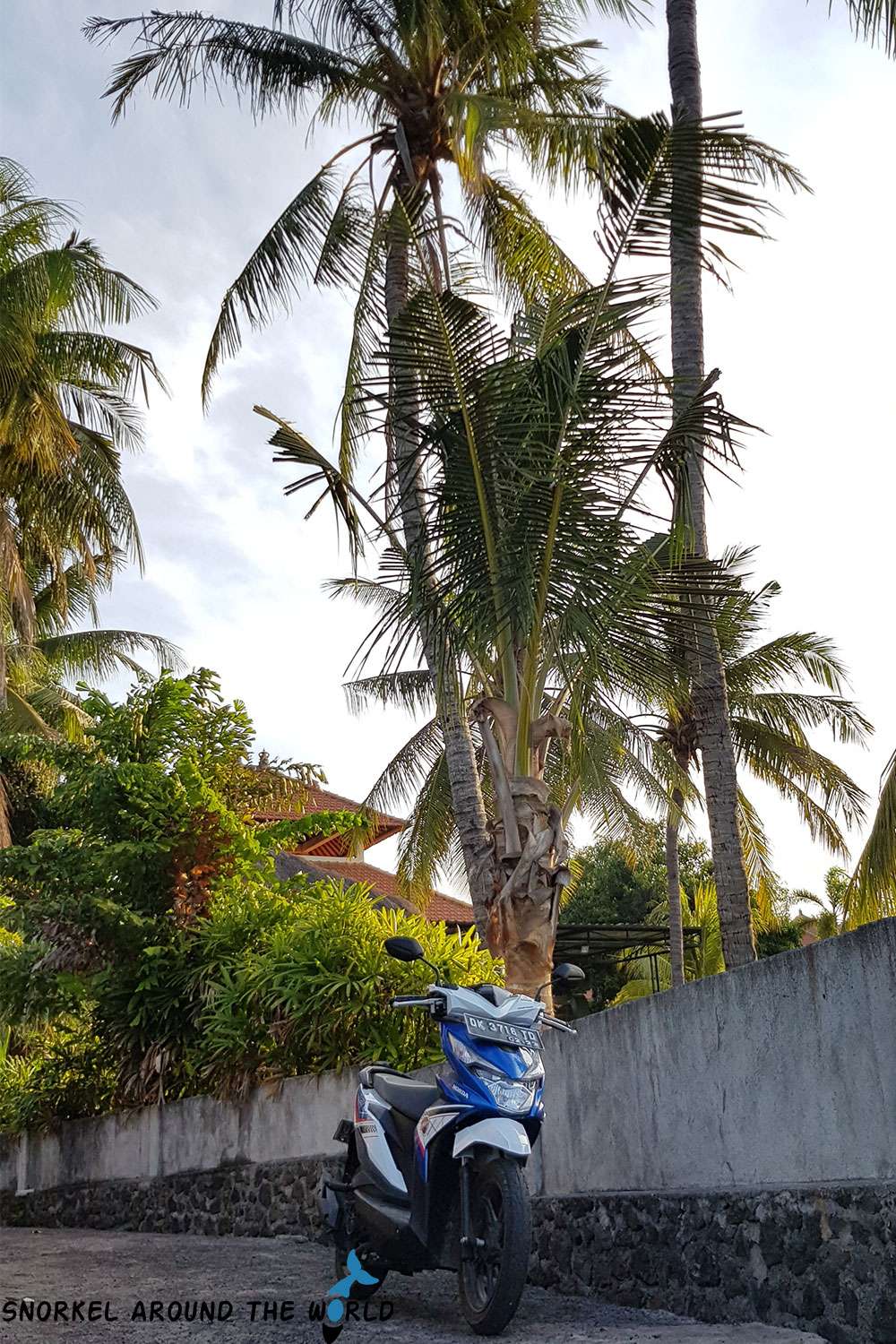 Scooter under the palm tree