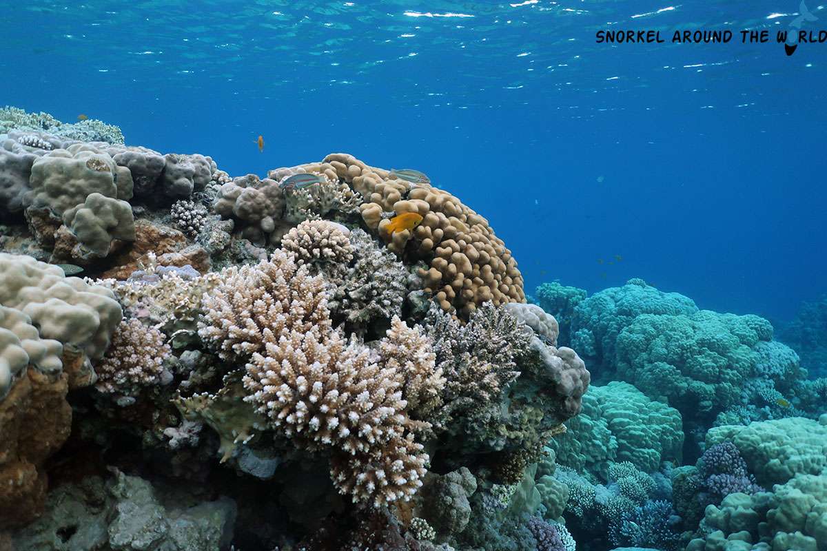 Coral reef in front of Coral Sea Imperial Sensatori Resort